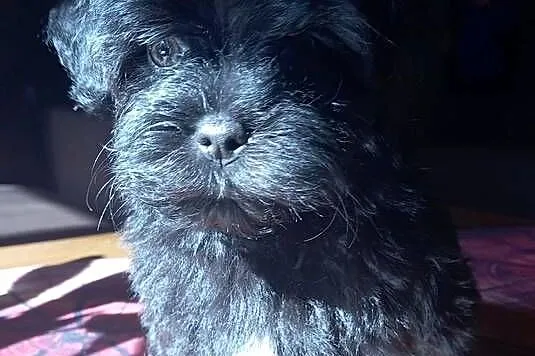 Rosyjska Bolonka Kolorowa piesek o imieniu Marlon, Wielkopolskie, Jarocin