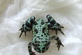 Kumak dalekowschodni Bombina orientalis
