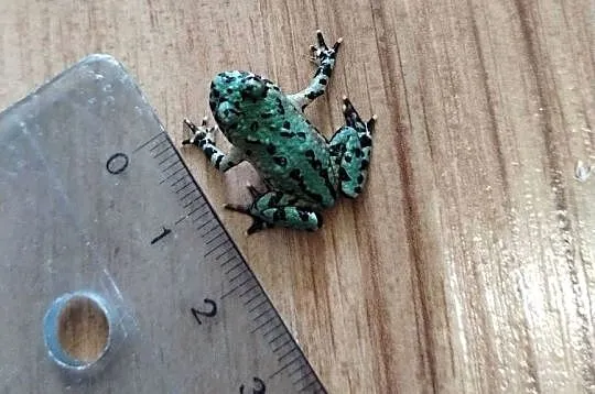 Kumak dalekowschodni Bombina orientalis, Dolnośląskie, Bielawa