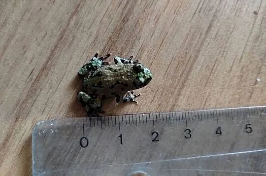 Kumak dalekowschodni Bombina orientalis, Dolnośląskie, Bielawa