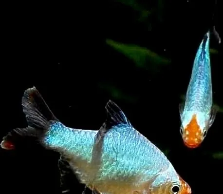 Brzanka sumatrzańska odmiana PLATYNOWA - Puntigrus tetrazona, Pomorskie, Gdańsk