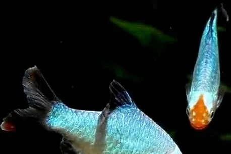 Brzanka sumatrzańska odmiana PLATYNOWA - Puntigrus tetrazona, Pomorskie, Gdańsk