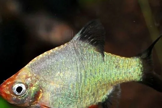 Brzanka sumatrzańska odmiana PLATYNOWA - Puntigrus tetrazona, Pomorskie, Gdańsk
