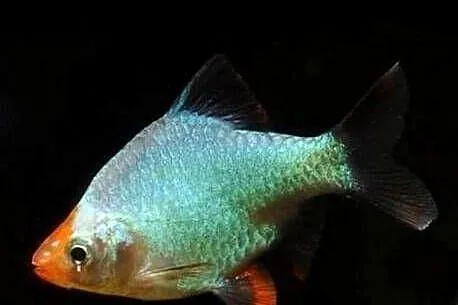 Brzanka sumatrzańska odmiana PLATYNOWA - Puntigrus tetrazona, Pomorskie, Gdańsk