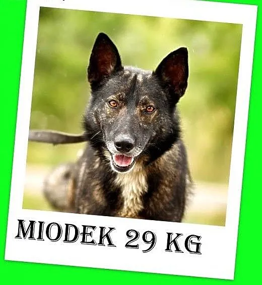 Czujny,odważny,dosyć duży pies stróżujący,MIODEK.A