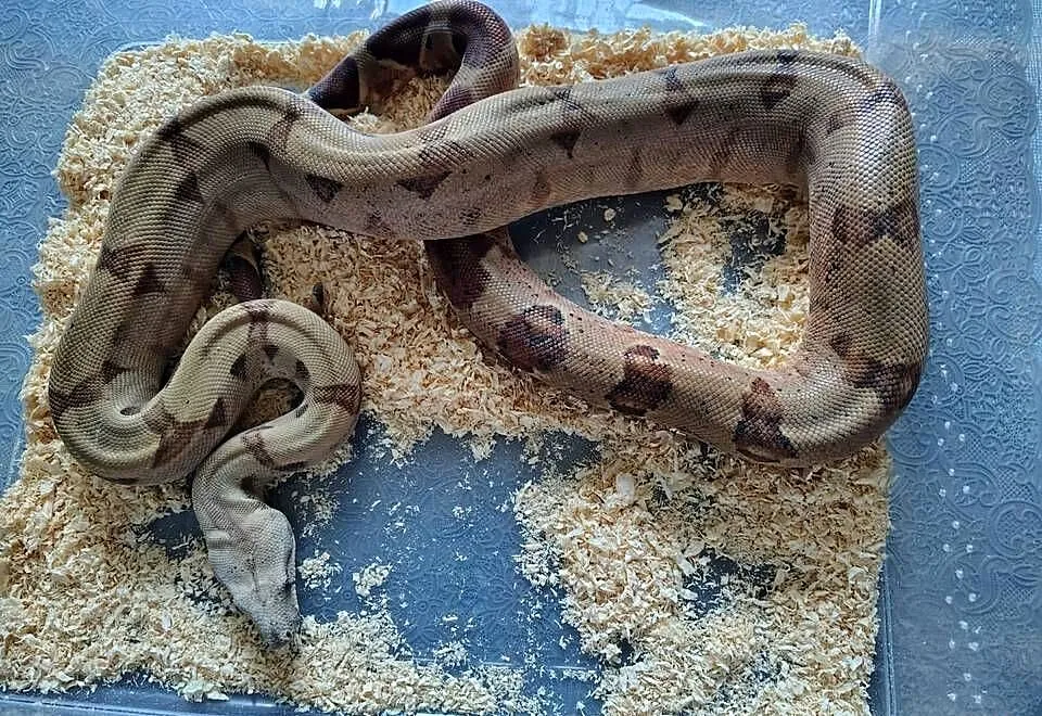 BOA IMPERATOR Samiec, Śląskie, Tychy
