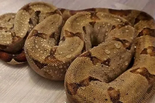 BOA IMPERATOR Samiec, Śląskie, Tychy