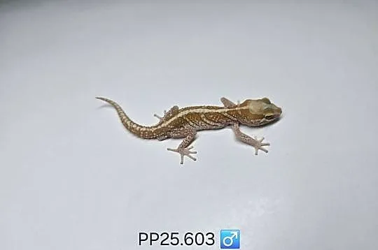 Gekon madagaskarski P.picta