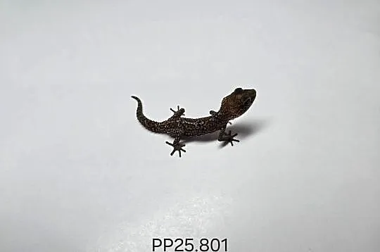 Gekon madagaskarski P.picta, Śląskie, Zawiercie