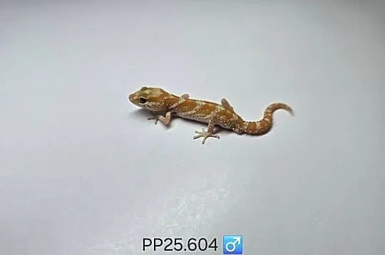Gekon madagaskarski P.picta, Śląskie, Zawiercie