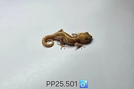 Gekon madagaskarski P.picta, Śląskie, Zawiercie
