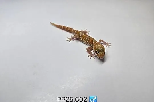 Gekon madagaskarski P.picta, Śląskie, Zawiercie