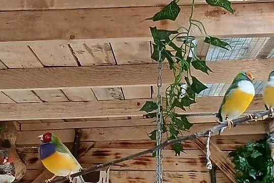 Sprzedam amandyny wspaniale i łakowki turkusowe, Małopolskie, Wieliczka