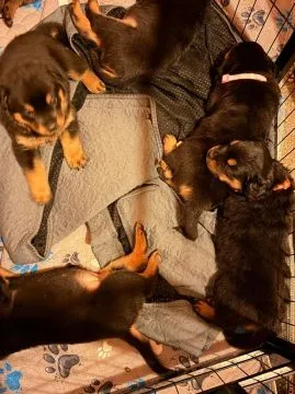 Rottweiler-Welpen (Hündinnen und Rüden) zu verkaufen. 6 Hündinnen (6 Wochen alt), , Ambrożew-Parcele