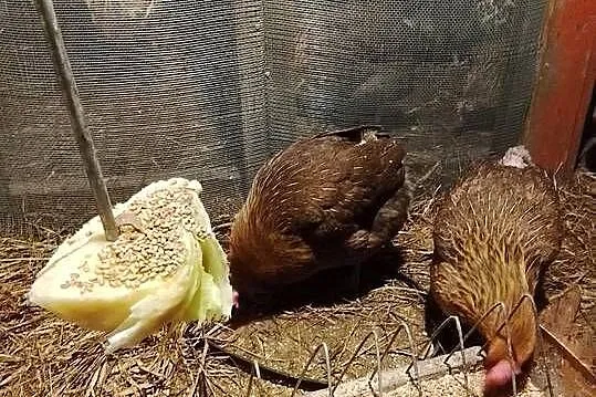 Kurki zielononozki, Lubuskie, Brzeźno