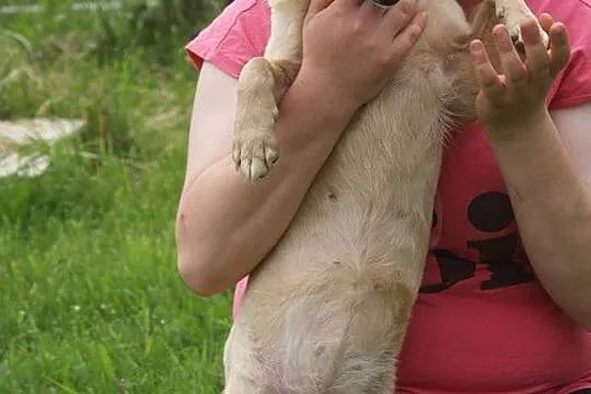 Dzieciolubna, niewielka Beza szuka domu!