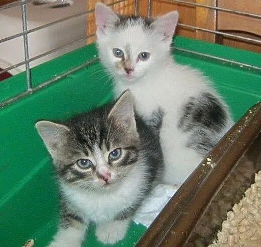 Staś i Nel do adopcji!!!!, łódzkie Łódź