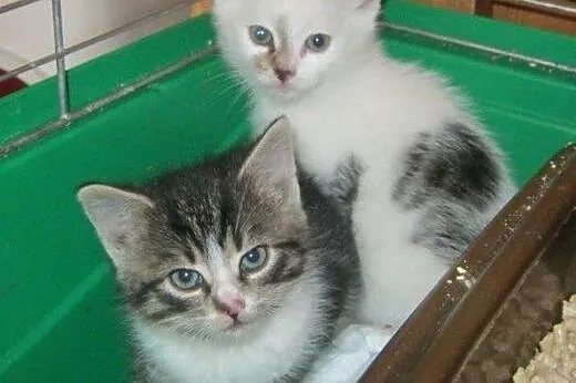 Staś i Nel do adopcji!!!!,  łódzkie Łódź