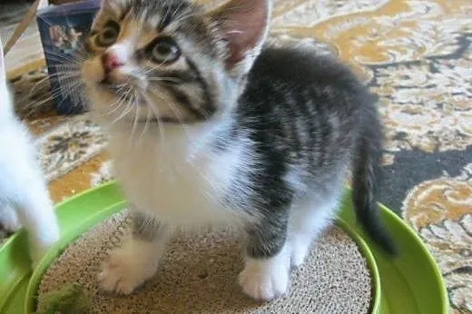 Staś i Nel do adopcji!!!!,  łódzkie Łódź