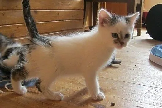 Staś i Nel do adopcji!!!!,  łódzkie Łódź