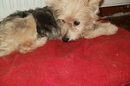 Mimi 3 kg drobna starsza sunia znaleziona w lesie 