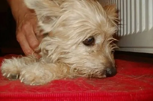 Mimi 3 kg drobna starsza sunia znaleziona w lesie 