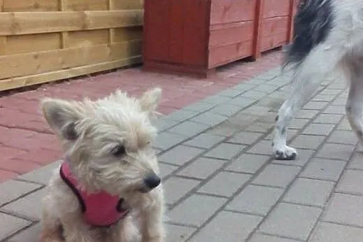 Mimi 3 kg drobna starsza sunia znaleziona w lesie 