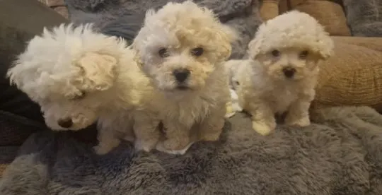 Szczenięta rasy Bichon Frise na sprzedaż. Napisz do mnie na WhatsApp: +44 7453 907158, , Polwica