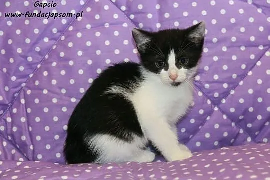 Gapcio - przytulaśny kotek, Nowy Dwór Mazowiecki