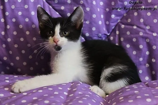 Gapcio - przytulaśny kotek, Nowy Dwór Mazowiecki