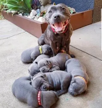Piękne szczenięta rasy staffordshire bull terrier w kolorze niebieskim, , Toruń Włościański