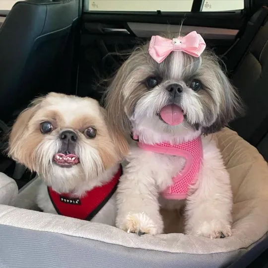 Zdrowe szczenięta Shih Tzu dostępne na sprzedaż. Skontaktuj się z nami.