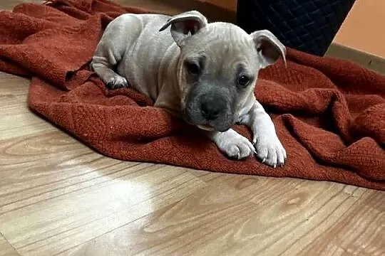 Sprzedam Amstaff