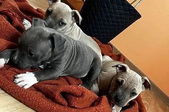 Sprzedam Amstaff, Lubelskie, Jastków