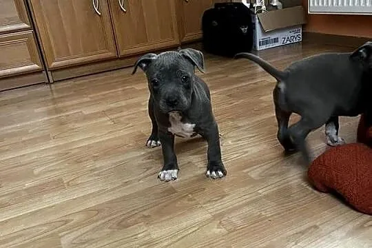 Sprzedam Amstaff, Lubelskie, Jastków