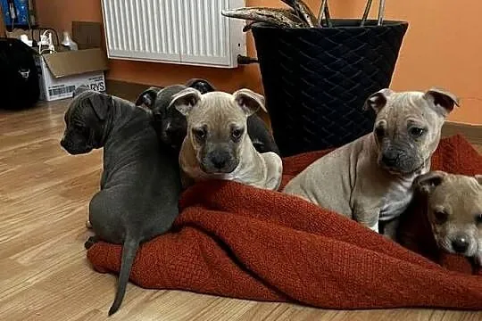 Sprzedam Amstaff, Lubelskie, Jastków
