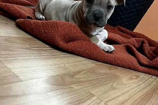 Sprzedam Amstaff, Lubelskie, Jastków