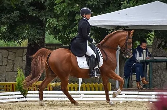 Piekny walach arabski ujezdzony do CC-PSG, 148cm grupa D-Pony, , 