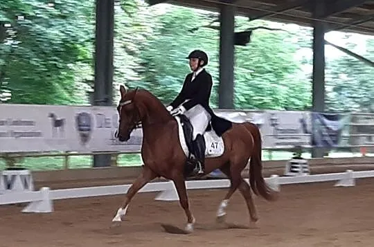 Piekny walach arabski ujezdzony do CC-PSG, 148cm grupa D-Pony, , 