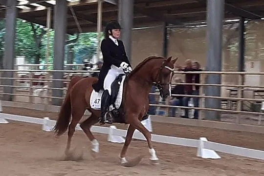 Piekny walach arabski ujezdzony do CC-PSG, 148cm grupa D-Pony, , 