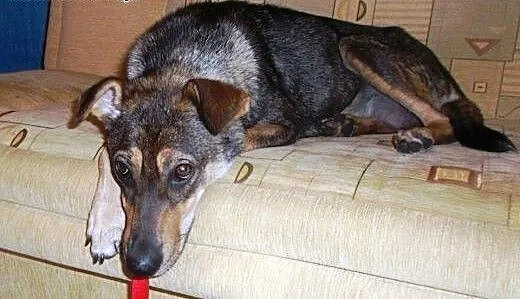 Młoda, przyjacielska Maja do adopcji :), łódzkie