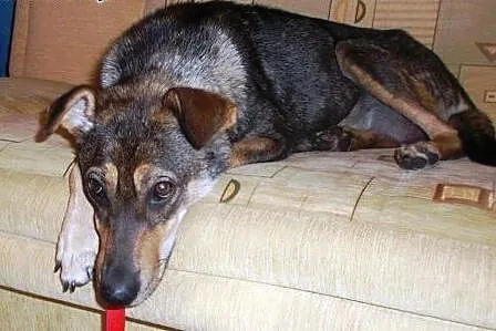Młoda, przyjacielska Maja do adopcji :),  łódzkie 