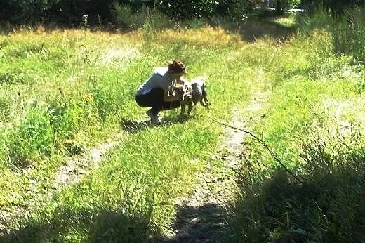 Młoda, przyjacielska Maja do adopcji :),  łódzkie 