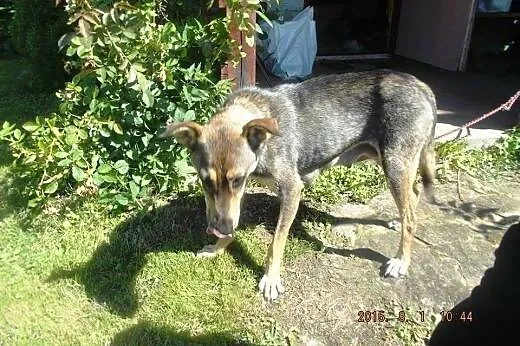 Młoda, przyjacielska Maja do adopcji :),  łódzkie 