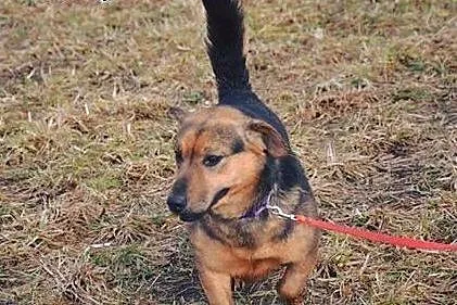 Poziomka kocha ludzi dzieci i świat daj jej wspaniały domek na zawsze,  Kundelki cała Polska