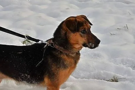 Poziomka kocha ludzi dzieci i świat daj jej wspani