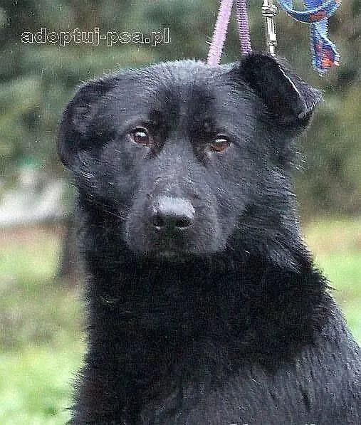 NEMO - czarny, labradorowaty pies do adopcji.