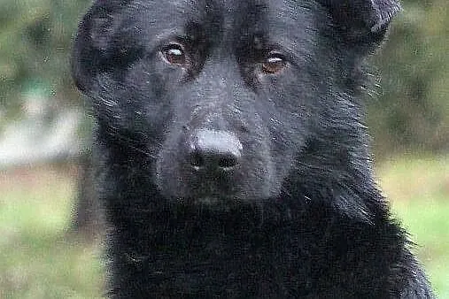 NEMO - czarny, labradorowaty pies do adopcji.