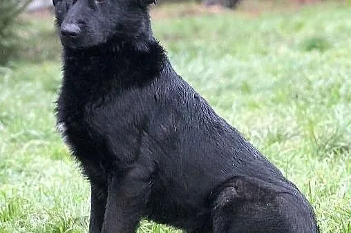 NEMO - czarny, labradorowaty pies do adopcji.