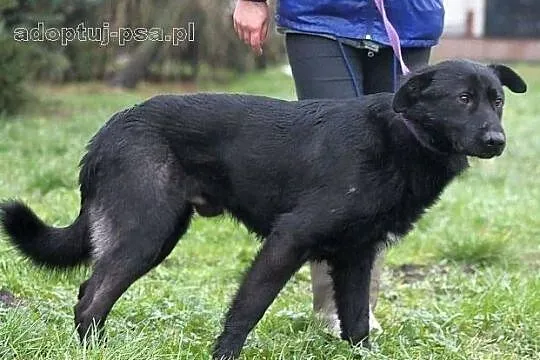 NEMO - czarny, labradorowaty pies do adopcji.
